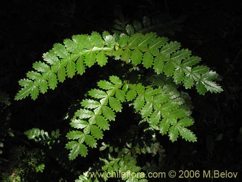 Image of Weinmannia trichosperma (Tineo / Palo santo). Click to enlarge parts of image.